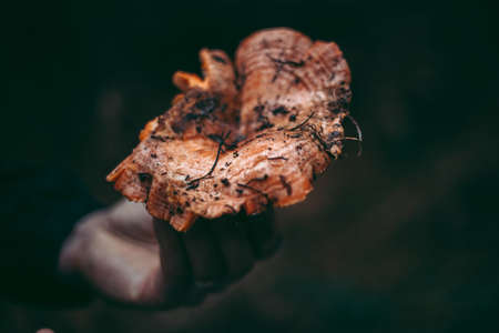 Edible mushroom in the hand of a man in the autumn forestの写真素材