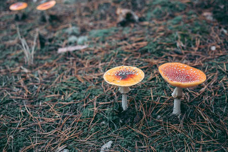 Amanita poisonous mushroom in the autumn forestの写真素材