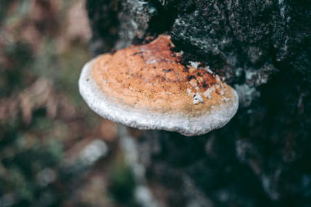 Mushrooms on the tree in the autumn forestの写真素材