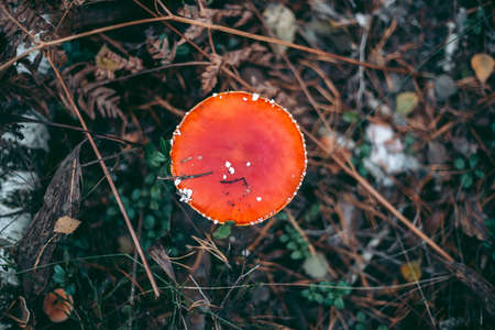 Amanita poisonous mushroom in the autumn forestの写真素材