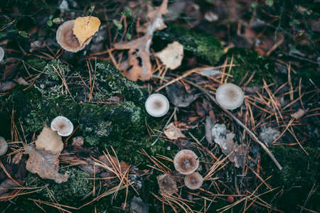 Mushroom close-up in autumn forest in grassの写真素材