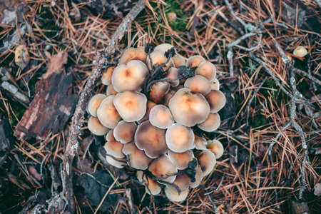Mushrooms on the tree in the autumn forestの写真素材