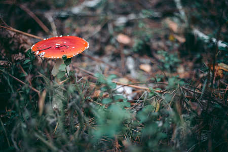 Amanita poisonous mushroom in the autumn forest
