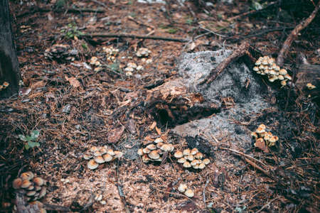 Mushroom close-up in autumn forest in grass