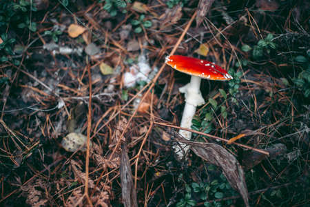 Amanita poisonous mushroom in the autumn forestの写真素材