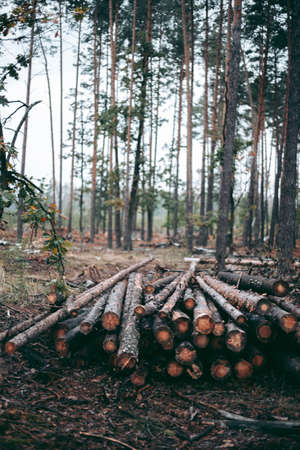 Illegal felling of forest and trees in a wildlife park