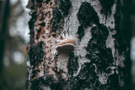 Mushrooms on the tree in the autumn forestの写真素材