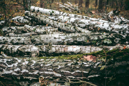 Illegal felling of forest and trees in a wildlife parkの写真素材