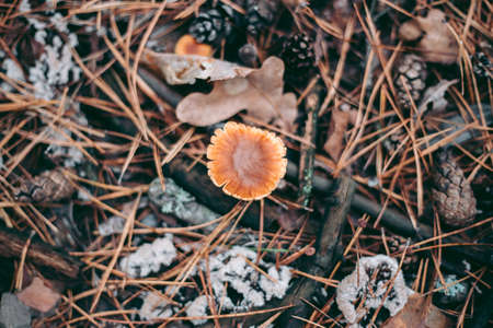 Mushroom close-up in autumn forest in grass