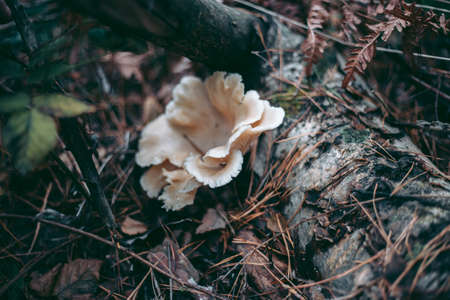 Mushrooms on the tree in the autumn forestの写真素材