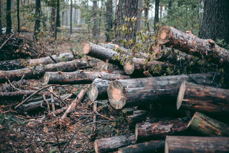 Illegal felling of forest and trees in a wildlife park