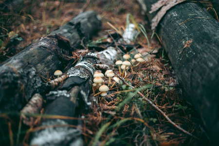 Mushroom close-up in autumn forest in grassの写真素材