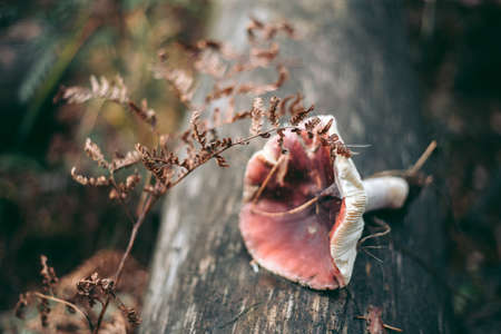 Mushroom close-up in autumn forest in grass