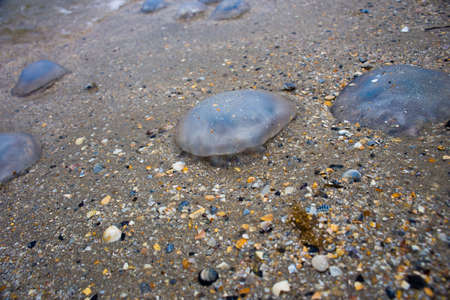 Dead jellyfish lie on the seashore on the sandの写真素材
