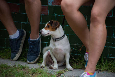 The dog of the Jack Russell breed sits on the grass near the feet of the ownersの写真素材