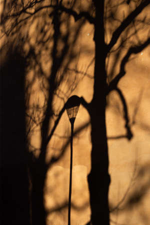 Shadow from a tree and a lantern on the wall during the dayの写真素材