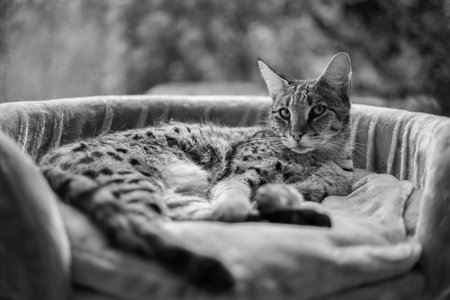 Savannah cat sits on a pedestal pillow against a background of greenery