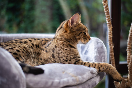 Savannah cat sits on a pedestal pillow against a background of greeneryの写真素材