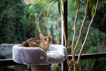 Savannah cat sits on a pedestal pillow against a background of greenery