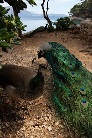Peacocks on beautiful Lokrum Island, near Dubrovnik, Croatia.の写真素材