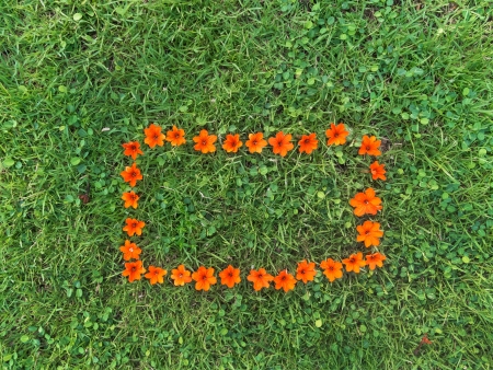 Orange Flower Frame On Green Grass Lawn の写真素材
