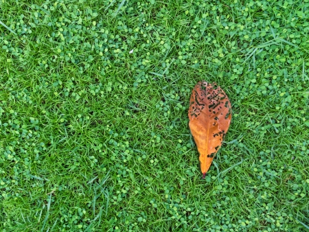 Orange leaf on green grass lawnの写真素材