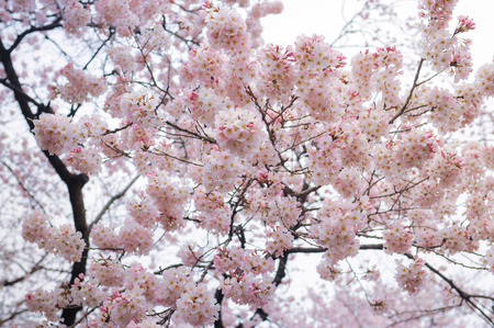 Sakura-Cherry Blossom-Pink