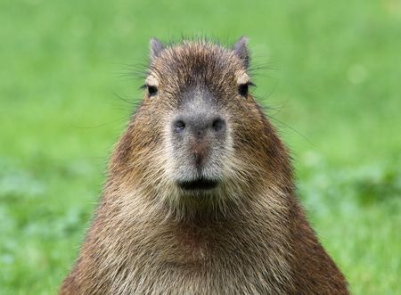 portrait of a young capybaraの写真素材