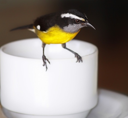 Teatime for a bananaquit (Coereba flaveola), Tobago の写真素材