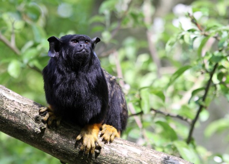 Red-handed monkey Tamarin