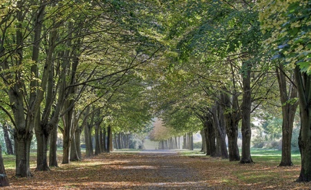 Alley in autumn