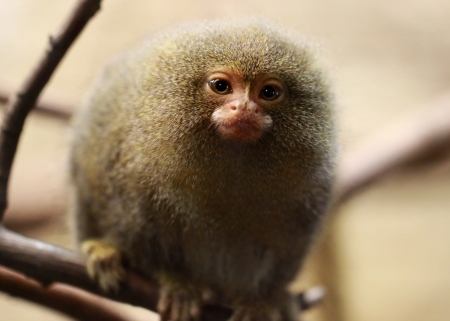Close-up view of a Pygmy Marmoset  Callithrix pygmaea の写真素材