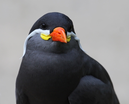 Frontal view of an Inca Tern  Larosterna inca の写真素材