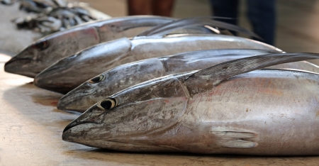 Fresh Tuna at Mercado dos lavradores  Funchal, Madeira 