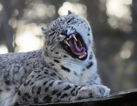 Roaring Snow leopardの写真素材