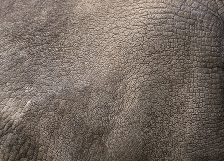Close up view of Rhino skin  White rhinoceros  as backgroundの写真素材