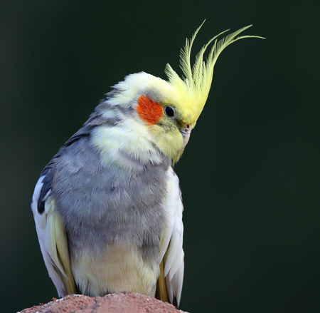 Close-up view of a Cockatiel  Nymphicus hollandicus 