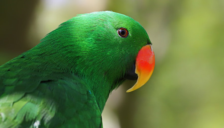 Portrait view of an adult male Eclectus Parrot  Eclectus roratus の写真素材