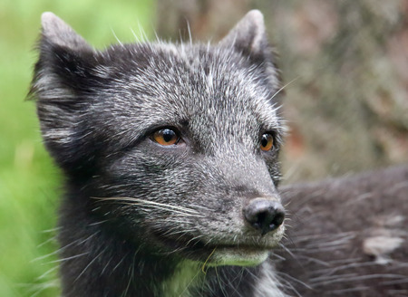 Young Arctic Fox - Vulpes lagopus, Close-up viewの写真素材