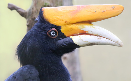 Close-up view of a Rhinoceros hornbill (Buceros rhinoceros)の写真素材
