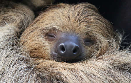 Close-up view of a Two-toed sloth (Choloepus didactylus)の写真素材