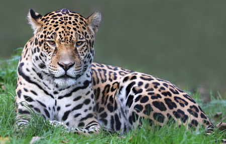Frontal view of a Jaguar (Panthera onca)の写真素材