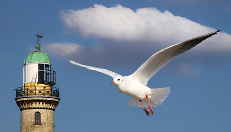 Seagull in front of lighttowerの写真素材