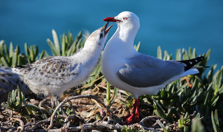 Close-up view of a Red-billed gull (Chroicocephalus scopulinus) feeding chick