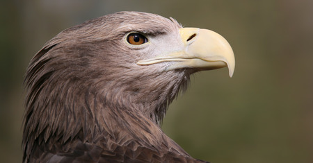 Close-up view of a White-tailed Eagle - Haliaeetus albicilla