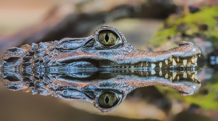 Close-up view of a Spectacled Caiman - Caiman crocodilusの写真素材