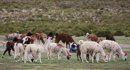 Group of Llamas with shepherd near Siloli desert - Bolivia)の写真素材