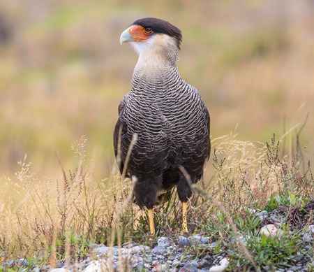 Southern crested caracara - Caracara plancus at Torres del Paine NP, Chileの写真素材