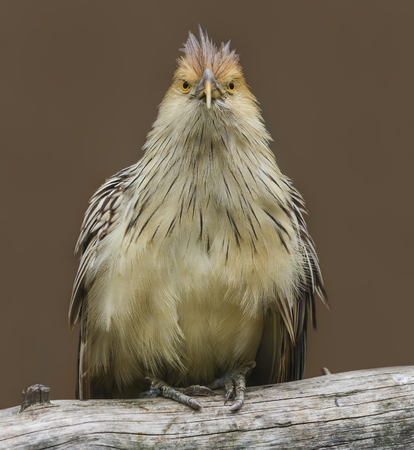 Front view of a Guira cuckoo - Guira guiraの写真素材