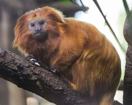 Close up of a golden lion tamarinの写真素材